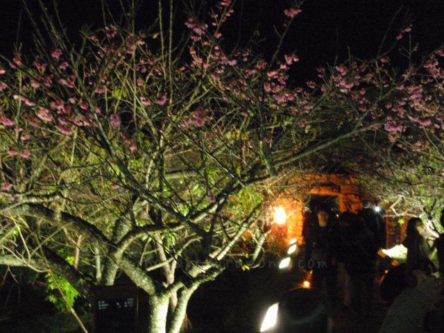 桜の木で作られたトンネル