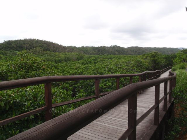 慶佐次湾のヒルギ林のマングローブ