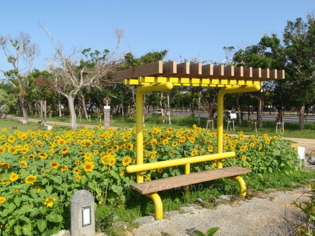 名護のひまわり畑と黄色いベンチ