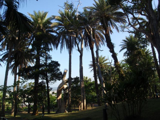 ノッポ椰子広場