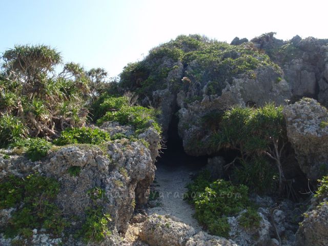 琉球石灰岩の割れ目