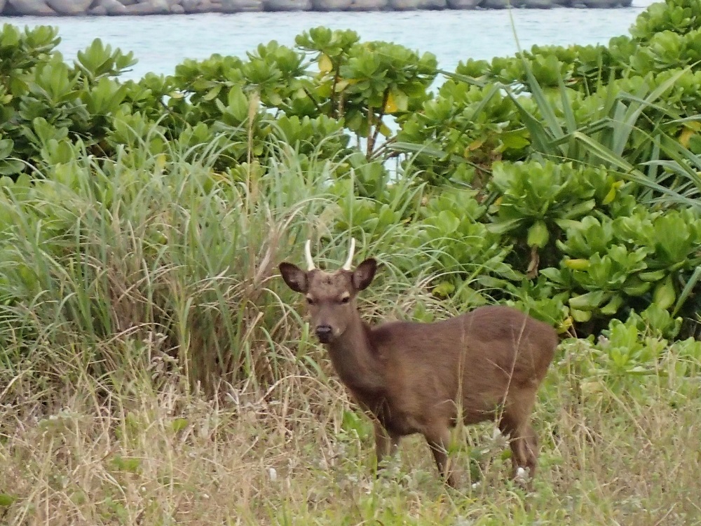 沖縄鹿